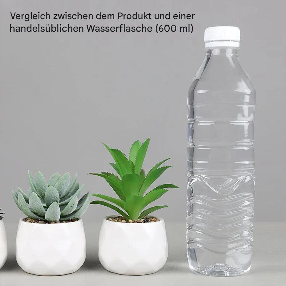 Vier lebendige Echeveria Pflanzen für Fensterbank und Schreibtisch