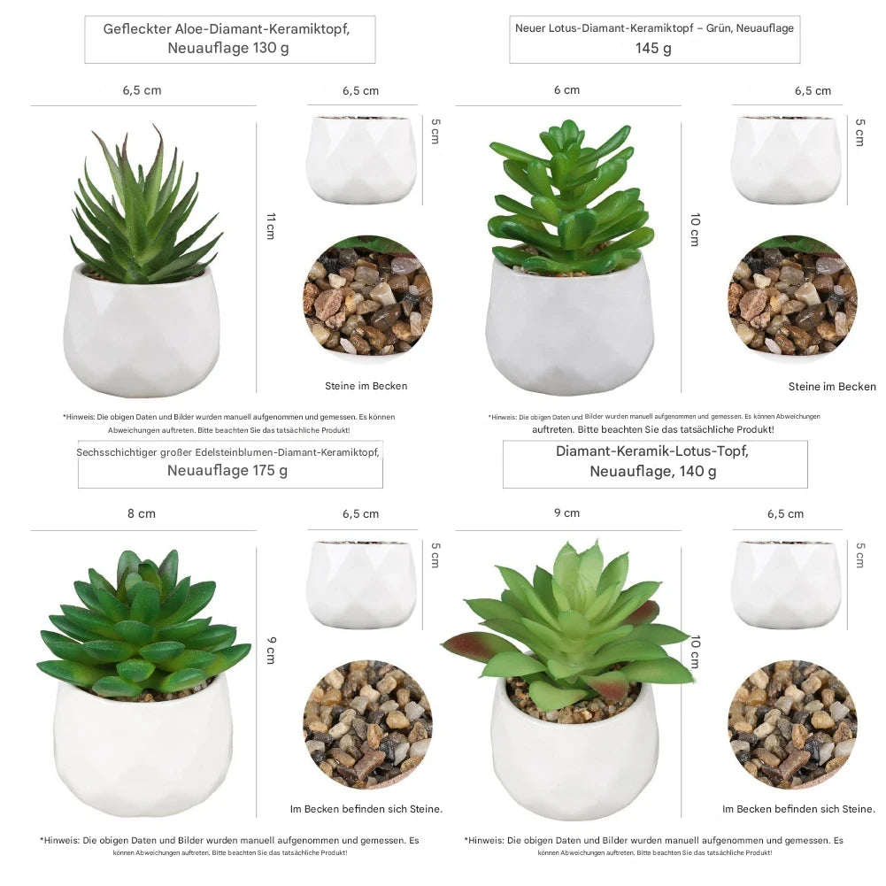 Vier lebendige Echeveria Pflanzen für Fensterbank und Schreibtisch