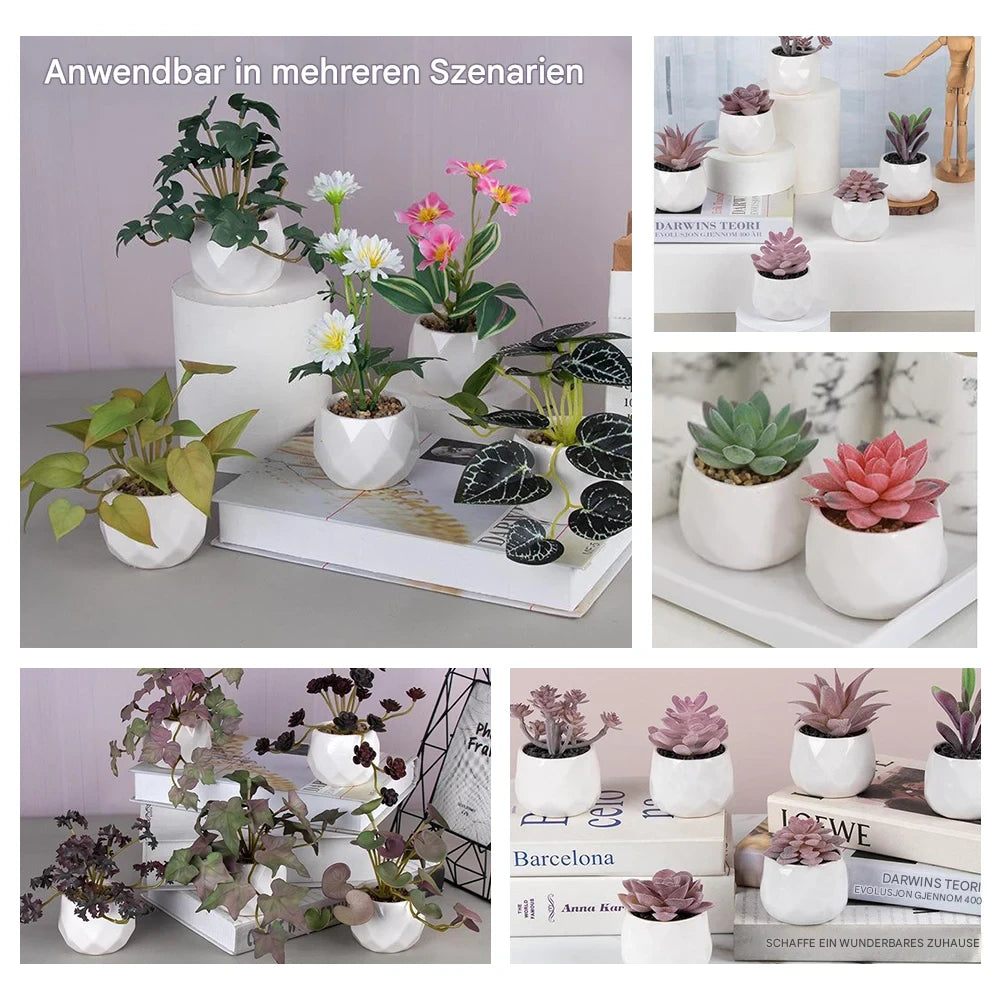 Vier lebendige Echeveria Pflanzen für Fensterbank und Schreibtisch