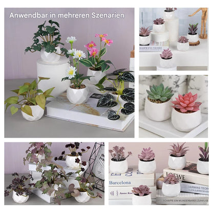 Vier lebendige Echeveria Pflanzen für Fensterbank und Schreibtisch