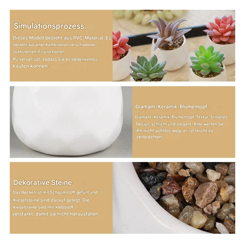 Vier lebendige Echeveria Pflanzen für Fensterbank und Schreibtisch